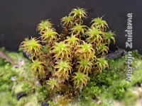 Kleidubbeltandmos [Didymodon fallax]